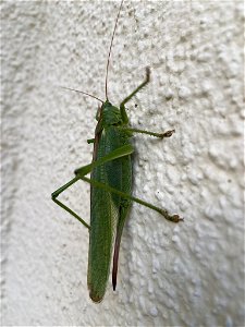 Great Green Bush-cricket (Tettigonia viridissima) photo