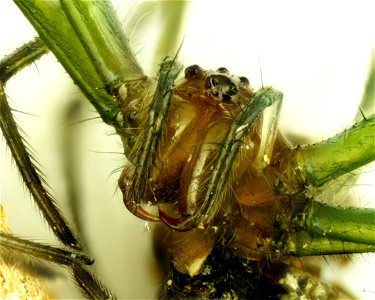 Leucauge venusta
Orchard Spider approx 5 mm.
Photomicrograph 40x
Grass Lake, Michigan

18060703c_040xa