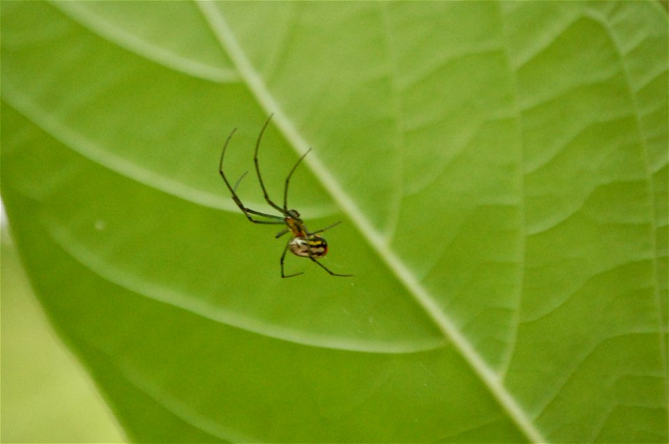 Orchard Orbweaver Spider (Leucauge venusta) found in Spring Hammock Preserve, Seminole County, Florida, USA. Has distinctive red markings on its abdomen.