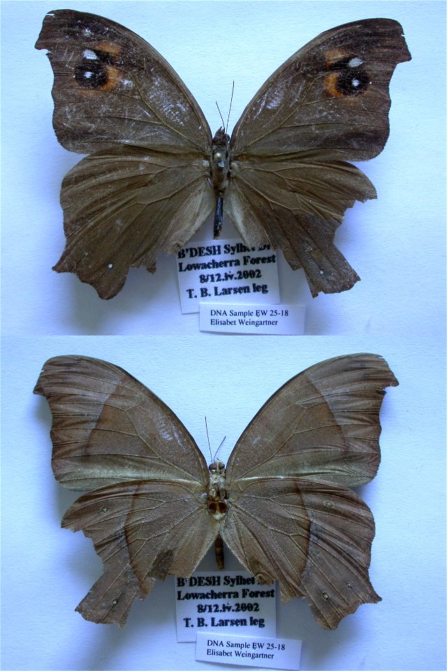 Bangladesh.  Sylhet Div. Lowacherra Forest,   LOW mark: nr W 553,  <a href="http://nymphalidae.utu.fi/story.php?code=EW25-18" rel="nofollow">see in our database</a>