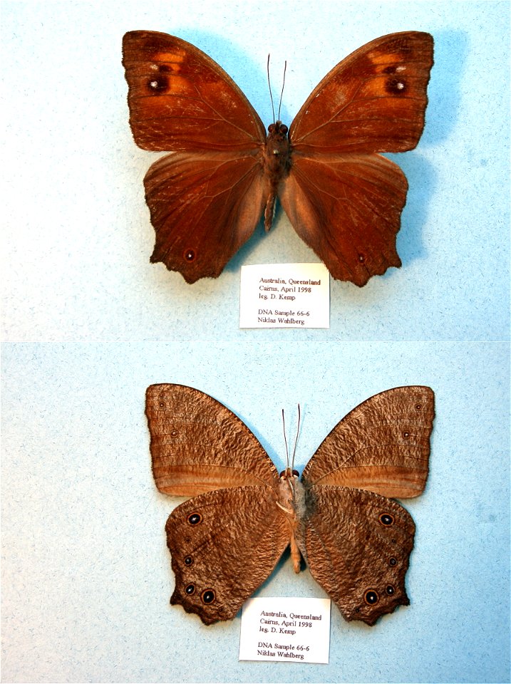 AUSTRALIA.  Cairns, Queensland,  MPE 2003, MPE 2006, Biol.Lett.2008, Sys Bio 2008, PRS 2009, ZJLS 2011, ZS 2010, MPE 2010,  Phylogenomics, Exemplar, PBStest,  <a href="http://nymphalidae.utu.fi/sto
