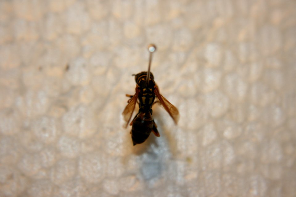 A Polistes dominulus in the Hough collection. Caught in Portage, MI. 25 Jul, 07