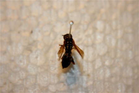 A Polistes dominulus in the Hough collection. Caught in Portage, MI. 25 Jul, 07