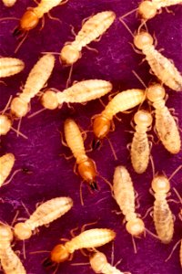 Image title: Formosan subterranean termites
Image from Public domain images website, http://www.public-domain-image.com/full-image/fauna-animals-public-domain-images-pictures/insects-and-bugs-public-d