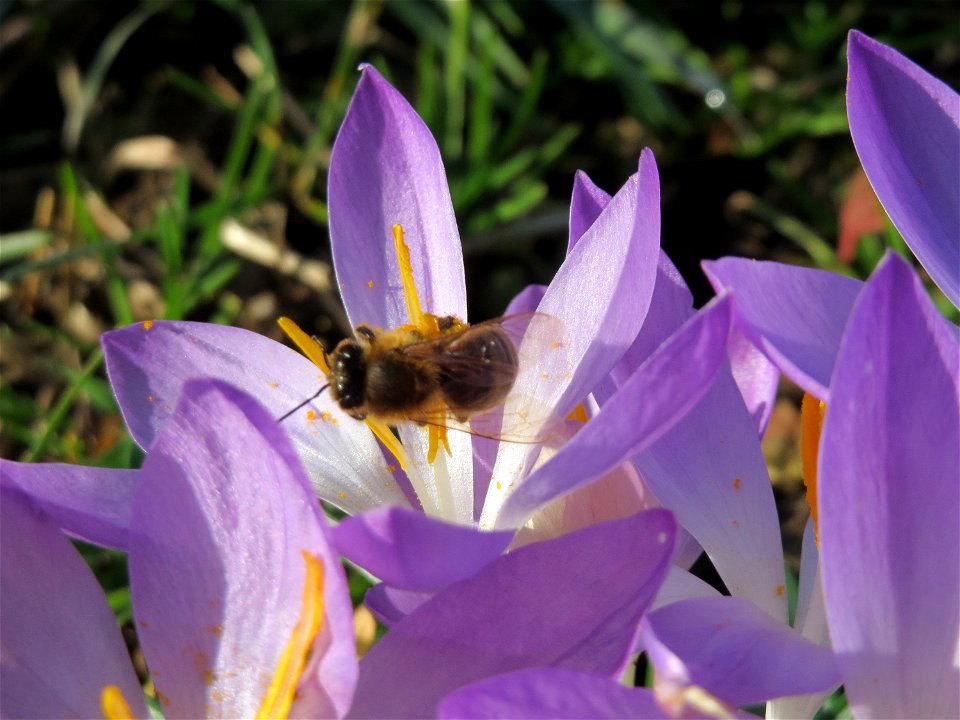 Elfen-Krokus (Crocus tommasinianus) in Hockenheim photo