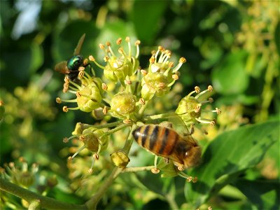 Blütenstand vom Gemeinen Efeu (Hedera helix) in Hockenheim - der Efeu blüht erst nach 8 bis 10 Jahren und ist eine wichtige Nahrungsquelle für Bienen und andere Insekten im Herbst - daher ist es konrt