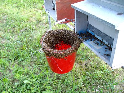 travaso di api dentro un'arnia dopo la cattura con un secchio photo