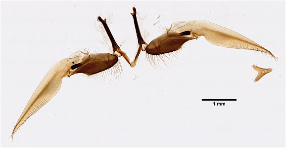 PRESERVED_SPECIMEN; ; ; microslide; ; IZ number 98613; lot count 1; Microslide 01, balsam, maxillae; Microslide 01, balsam, labium; 1892-01-01T00:00:00Z photo