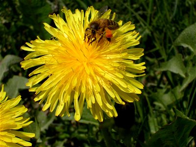 A bee on a dandelion photo