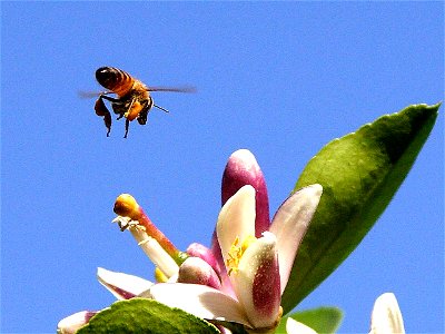 Image title: Bee pollen Image from Public domain images website, http://www.public-domain-image.com/full-image/fauna-animals-public-domain-images-pictures/insects-and-bugs-public-domain-images-picture photo
