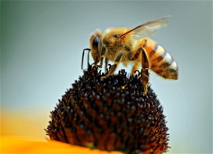 Biene beim Nektarsammeln im Garten auf Blüte