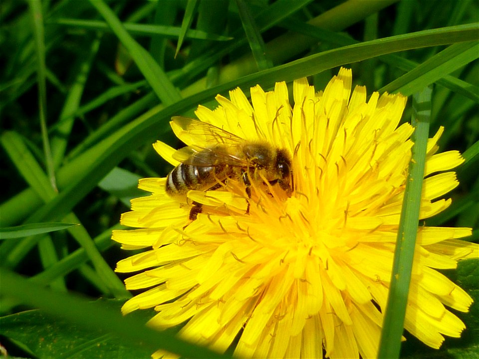 Bee collecting pollen on dandelion