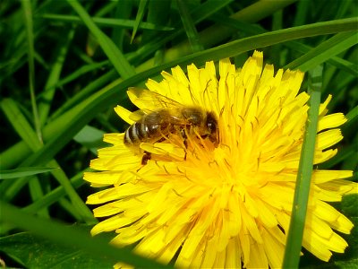 Bee collecting pollen on dandelion photo