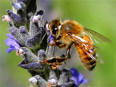 Image title: Flowers bees Image from Public domain images website, http://www.public-domain-image.com/full-image/fauna-animals-public-domain-images-pictures/insects-and-bugs-public-domain-images-pictu photo