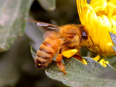 Image title: Honeybee Image from Public domain images website, http://www.public-domain-image.com/full-image/fauna-animals-public-domain-images-pictures/insects-and-bugs-public-domain-images-pictures/ photo