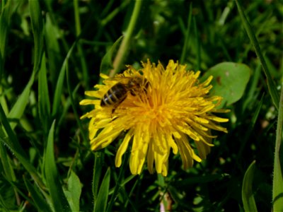 Honigbiene auf einer Löwenzahn-Blüte photo