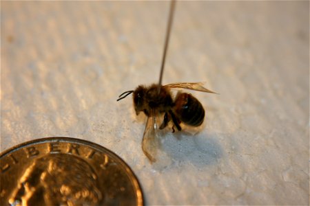 A Apis mellifera in the Hough collection. Caught in Portage, Mighigan.