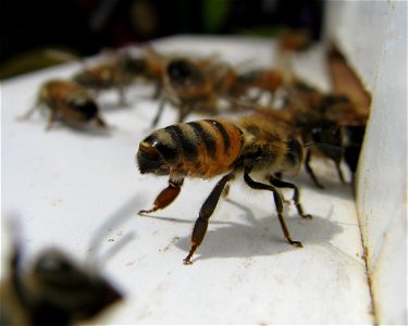 Honeybee exposing her Nasonov gland to release an orienting pheromone. photo