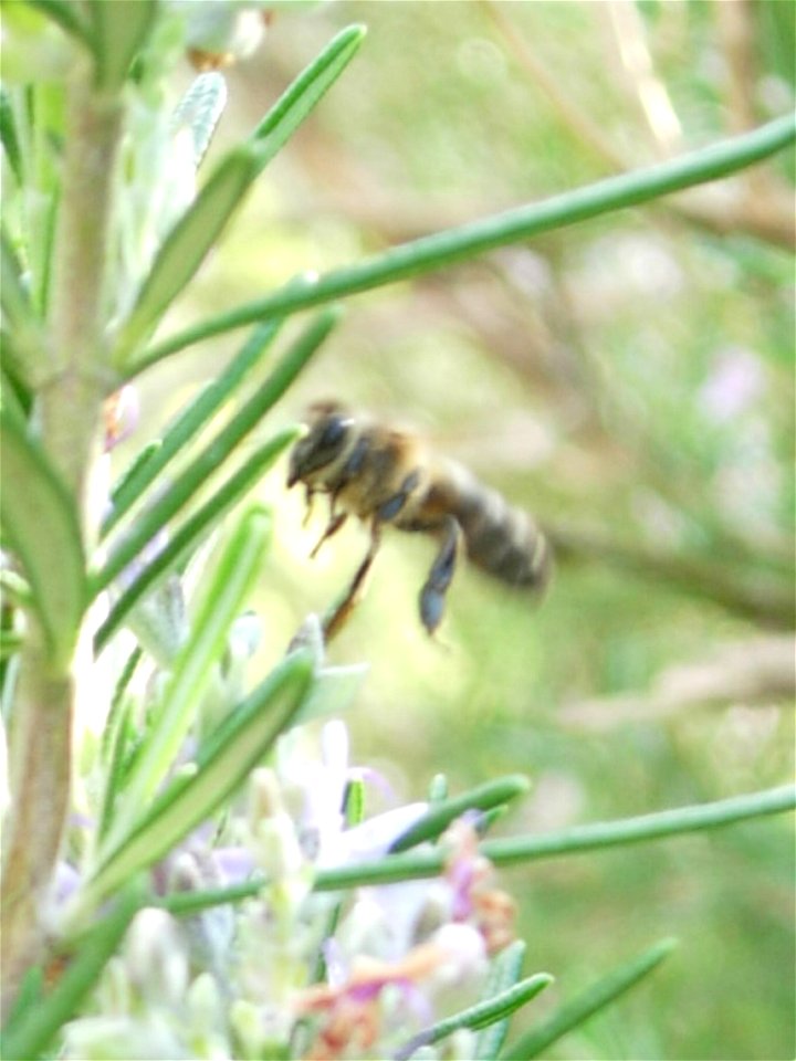 Avispa posada sobre la flor de un romero.