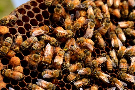 Queen Bee — The bee marked in yellow is this hive's queen (roughly dead center in this image). There is usually only one queen in a hive, which the worker honeybees feed, follow, and protect. Society photo