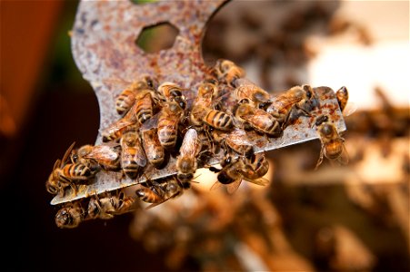 Honey bees gather on a tool June 18, 2014 in Baltimore, Md. (U.S. Air Force photo/Staff Sgt. Elizabeth Morris)