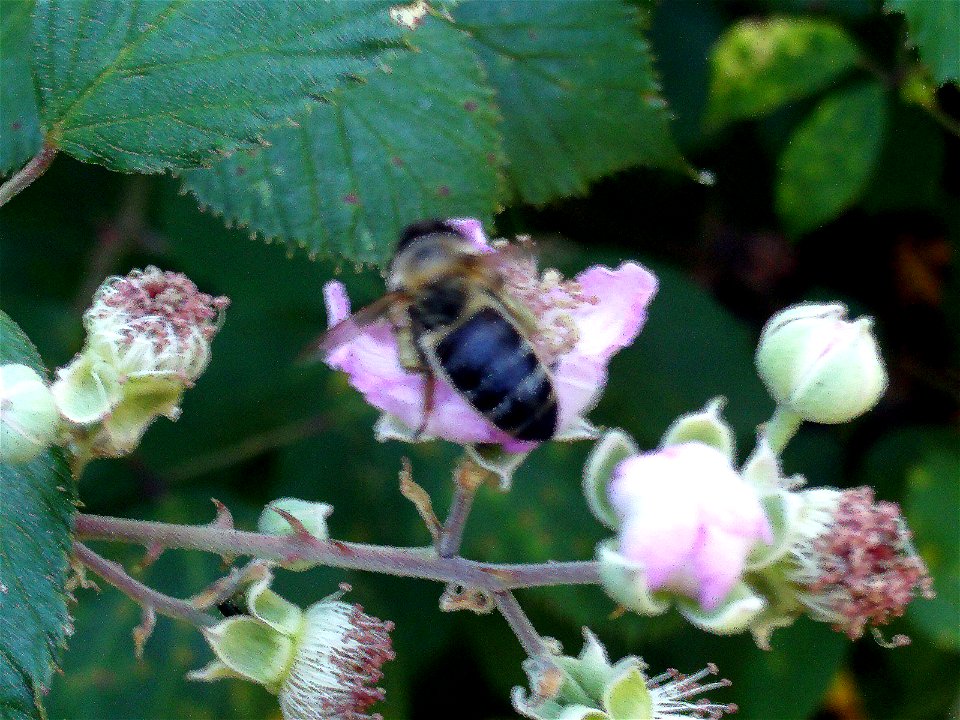 Rubus ulmifolius polinator, Sierra Madrona, Spain