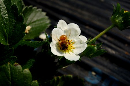 Strawberry flower and bee,in Oyama,Tochigi,Japan photo
