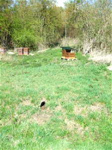 Einleitung in den Säckelgraben von nördlich Main-Weser-Bahn und Brücke B 275 darüber, mit einigen Bienenstöcken (außer wg. Wasser auch wg. Riesenbärenklau?) photo