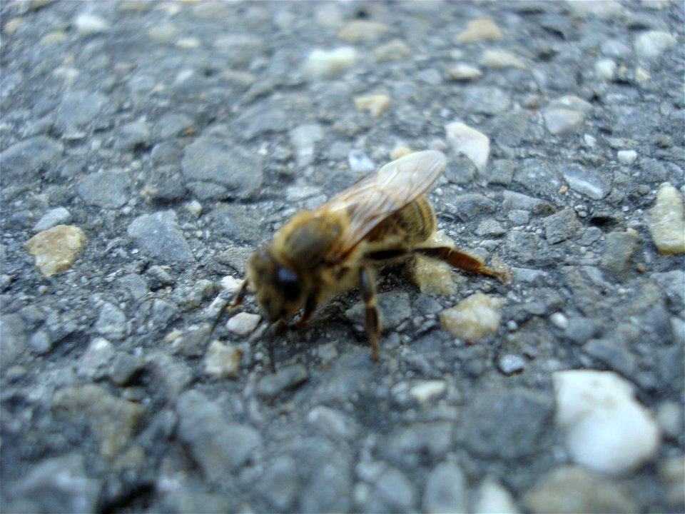 Biene, die sich verirrt hat.