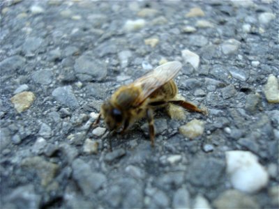 Biene, die sich verirrt hat. photo