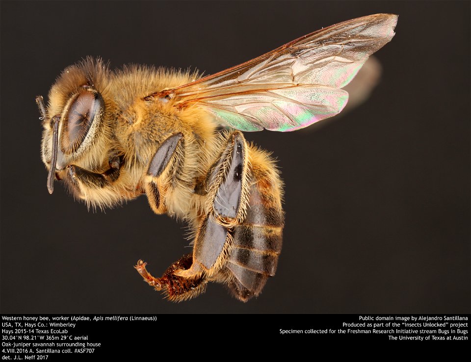 Western honey bee (Apidae, Apis mellifera (Linnaeus))
USA, TX, Hays Co.: Wimberley
Hays 2015-14 Texas EcoLab
30.04°N 98.21°W 365m 29°C aerial
Oak-juniper savannah surrounding house
4.VIII.2016 A. Sant