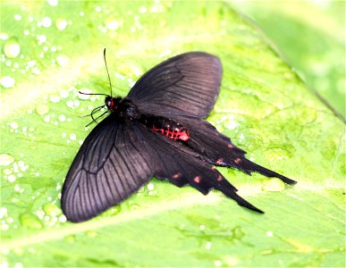 Atrophaneura aristolochiae in Prague exhibiton of butterflies, 2009