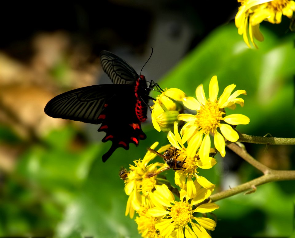 Oriental Black Swallowtail Butterfly and Japanese Hornets in OIST Gardens
