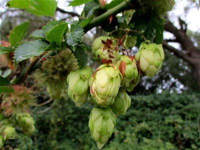 Wilder Hopfen (Humulus lupulus) in Brebach