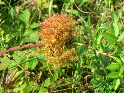 Diplolepis rosae (gall wasp) induced rose bedeguar/Robin's pincushion or moss gall, Westenschouwen, the Netherlands photo