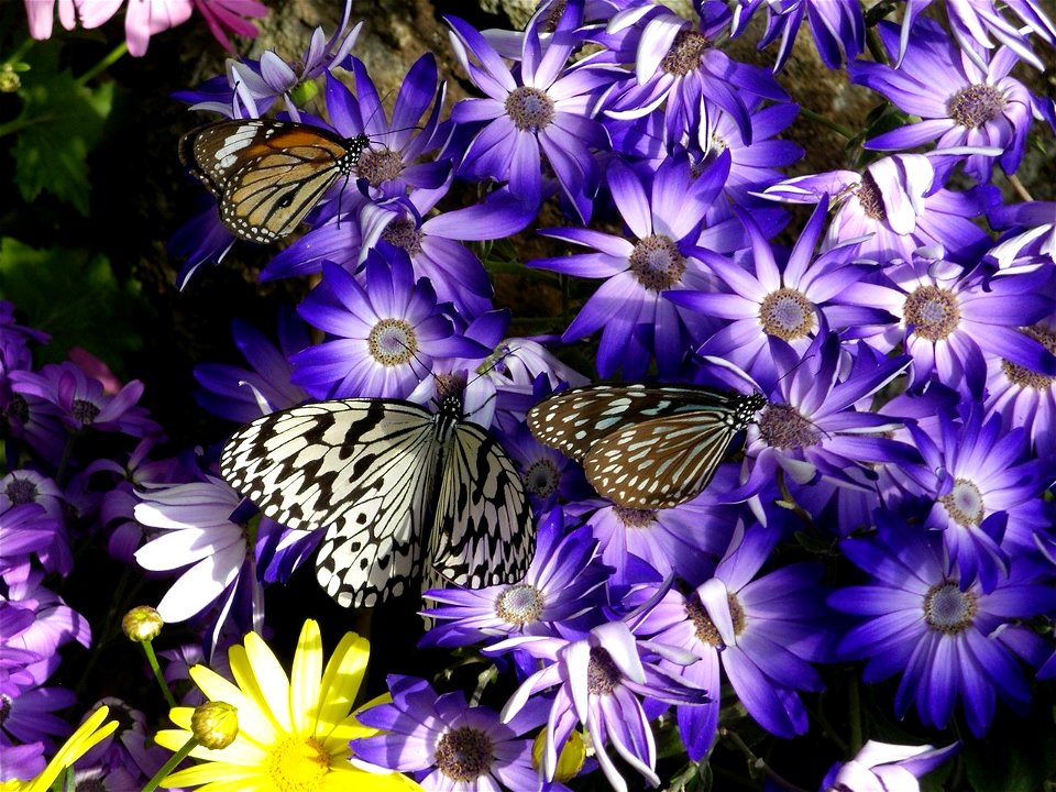 Salatura genutia, Idea leuconoe, and Radena similis. Nagasaki-biopark, Saikai, Nagasaki
