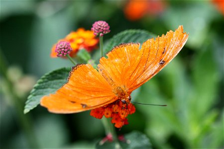 Julia Butterfly (Dryas iulia) photo