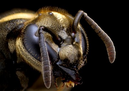 Portrait of a Mexican Honey Wasp. San Antonio, Texas, USA photo