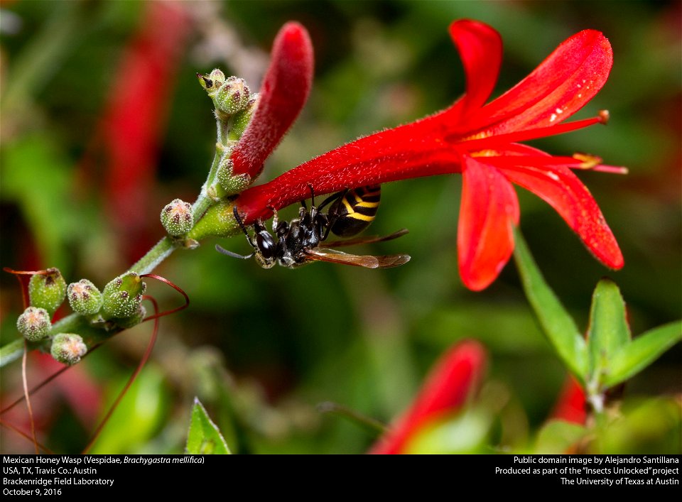 USA, TX, Travis Co.: Austin Brackenridge Field Laboratory 09-x-2016 photo