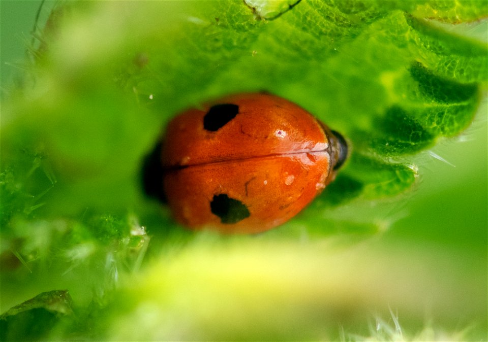 Two-spotted Lady Beetle (Adalia bipunctata) photo