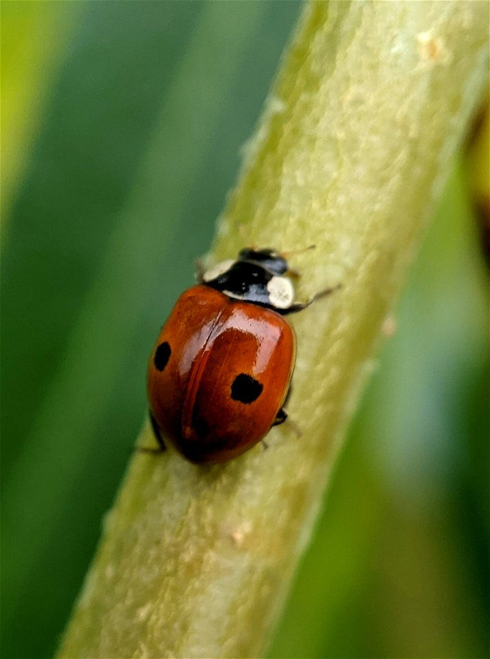 Two-spotted Lady Beetle (Adalia bipunctata) photo