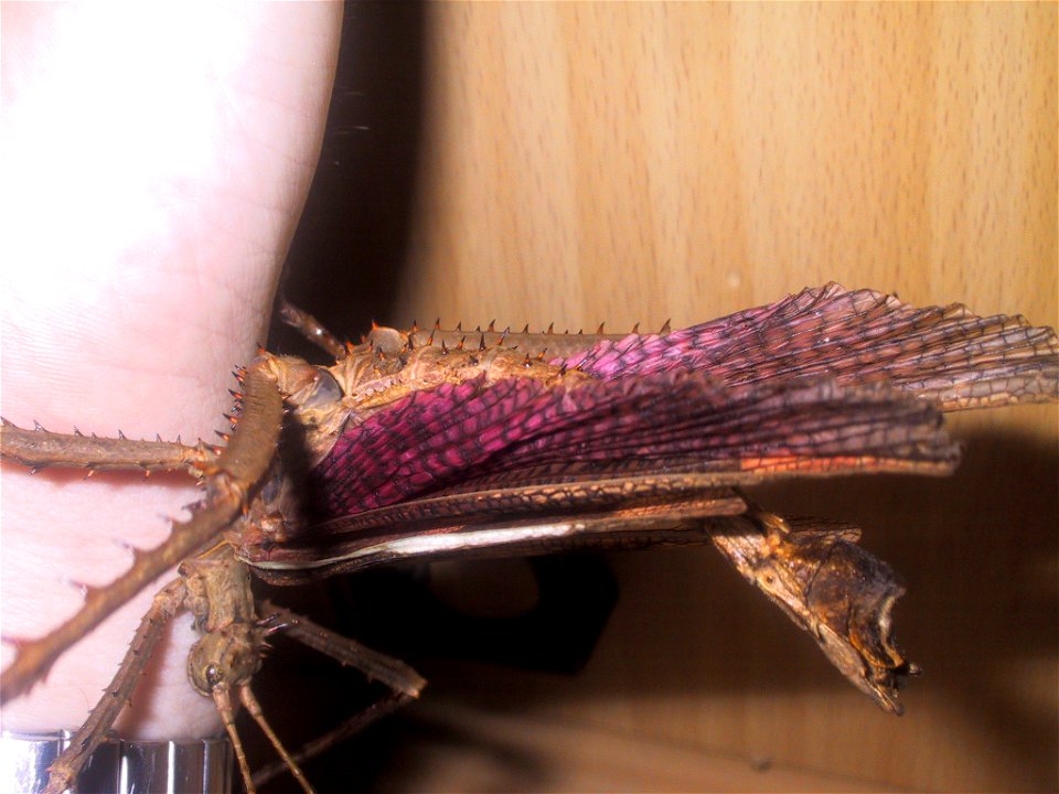 Heteropteryx dilatata - threatening male