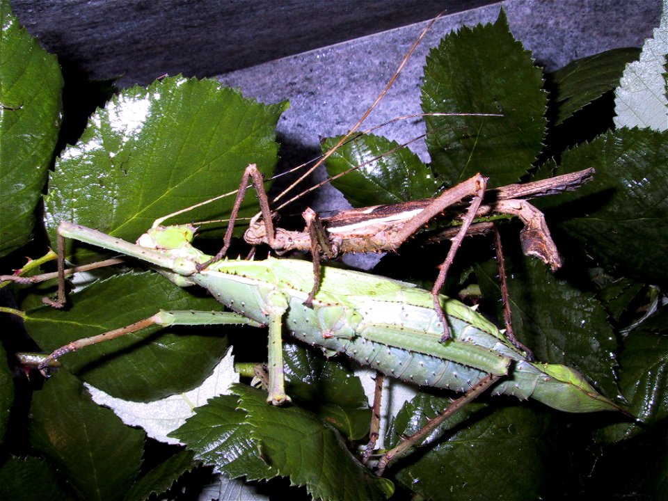 Heteropteryx dilatata pair