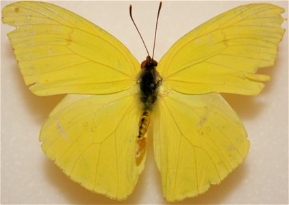 Male Cloudless Sulphur, Phoebis sennae