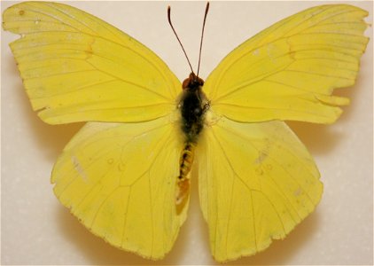 Male Cloudless Sulphur, Phoebis sennae photo