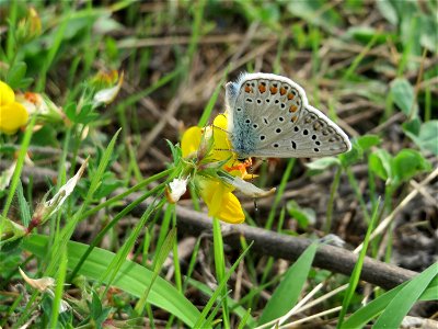 Hauhechel-Bläuling (Polyommatus icarus) am Bahnhof Bruchmühlbach-Miesau
