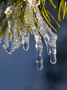 Icicle plant frost