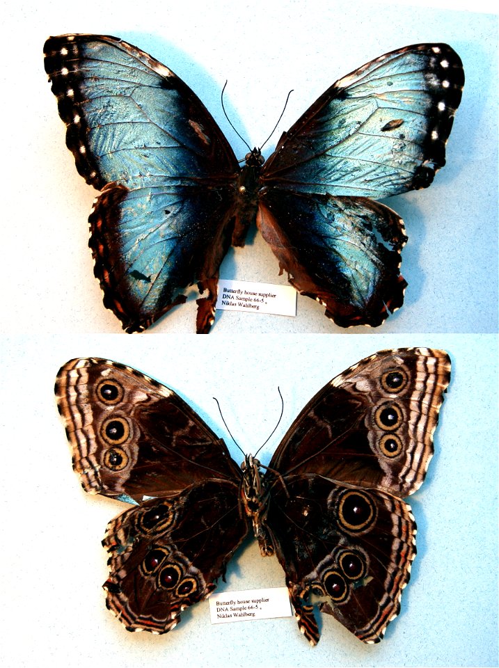 London Pupae Supplies.   MPE 2003, PRS 2005, MPE 2006, Biol.Lett.2008, Sys Bio 2008, MPE 2009, PRS 2009, ZJLS 2011, PRS 2012,  Phylogenomics, Exemplar, PBStest,  <a href="http://nymphalidae.utu.fi/