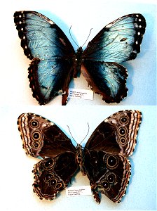 London Pupae Supplies.   MPE 2003, PRS 2005, MPE 2006, Biol.Lett.2008, Sys Bio 2008, MPE 2009, PRS 2009, ZJLS 2011, PRS 2012,  Phylogenomics, Exemplar, PBStest,  <a href="http://nymphalidae.utu.fi/