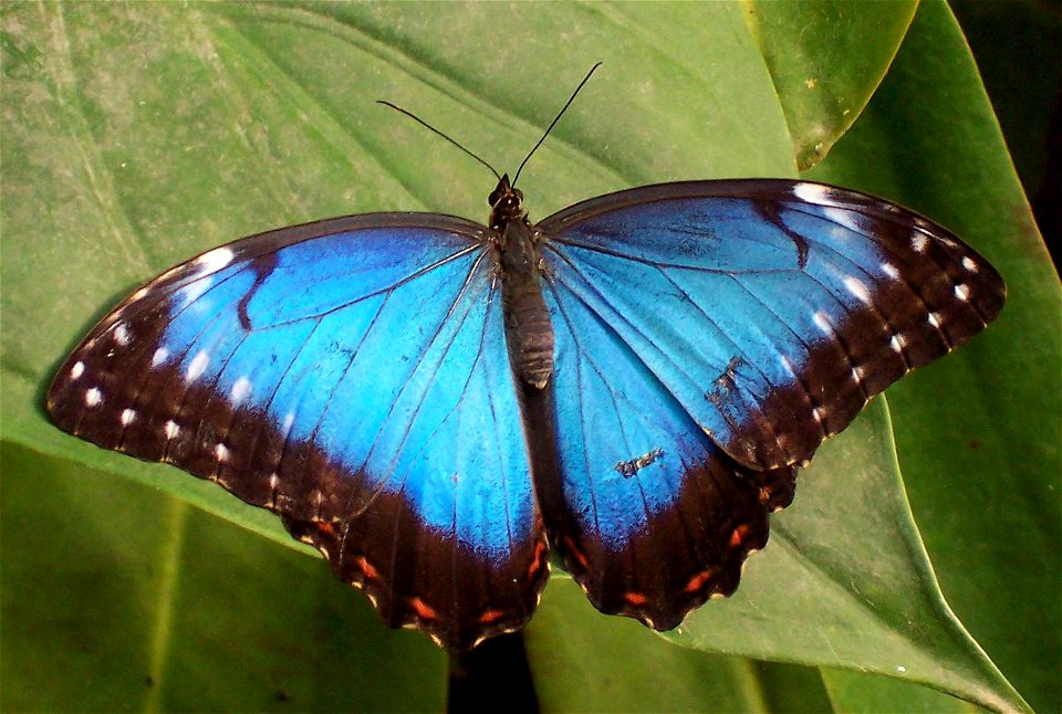 Tropical Butterfly, identified as Morpho peleides (Blue Morpho). Wingspan is roughly about 10-15 cm